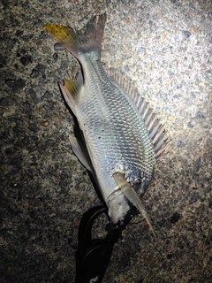 キビレの釣果