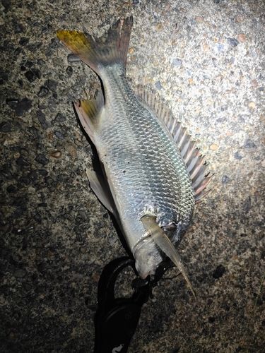 キビレの釣果