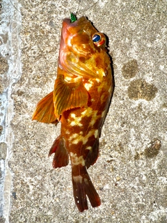 カサゴの釣果