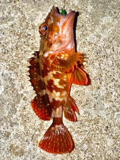 カサゴの釣果