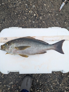 イサキの釣果
