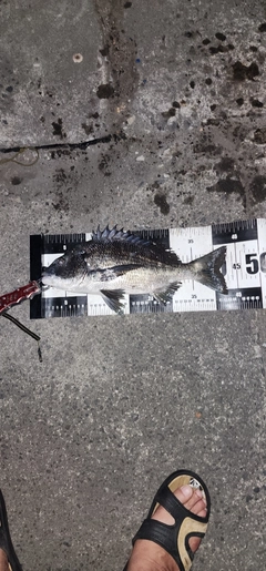 チヌの釣果