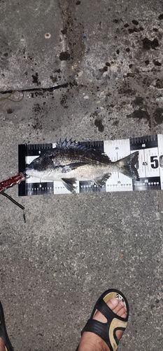 チヌの釣果