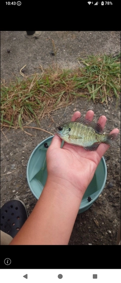 ブルーギルの釣果