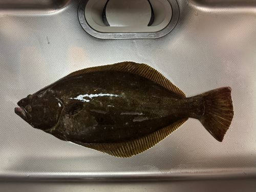 ヒラメの釣果