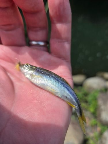 カワムツの釣果