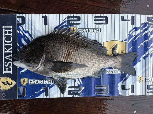 クロダイの釣果