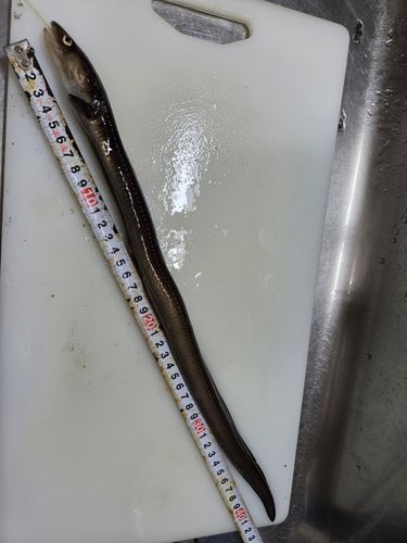 アナゴの釣果