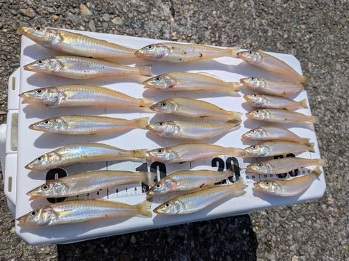 キスの釣果