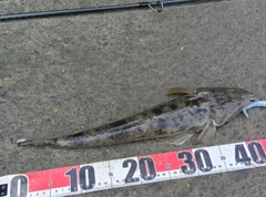 マゴチの釣果