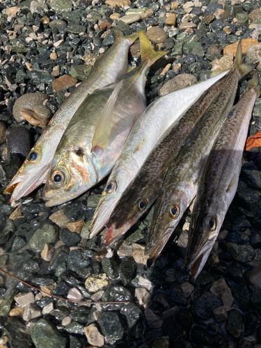 カマスの釣果