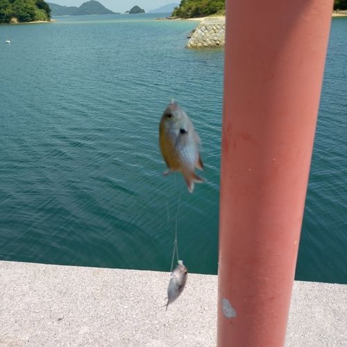 スズメダイの釣果