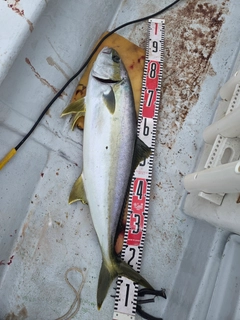 ヒラマサの釣果