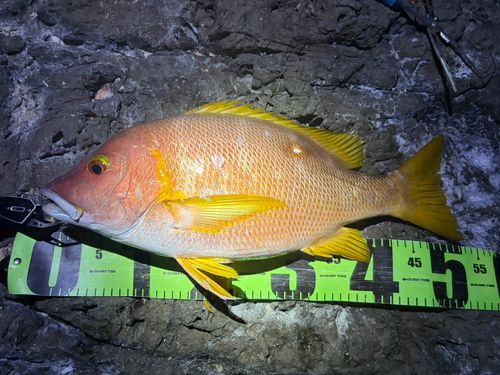 シブダイの釣果