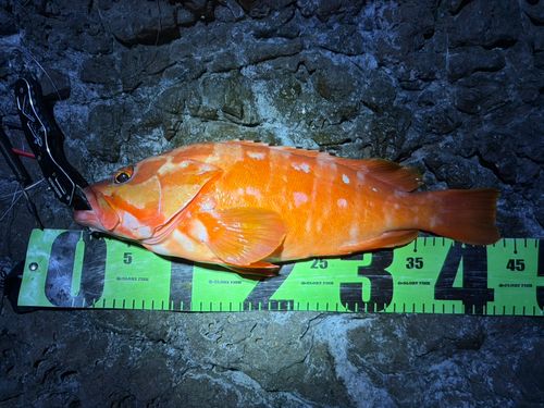 アカハタの釣果