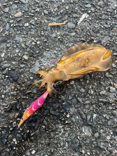 アオリイカの釣果