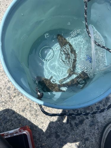 タケノコメバルの釣果