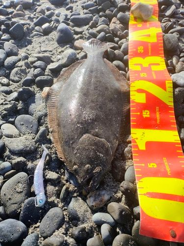 ヒラメの釣果