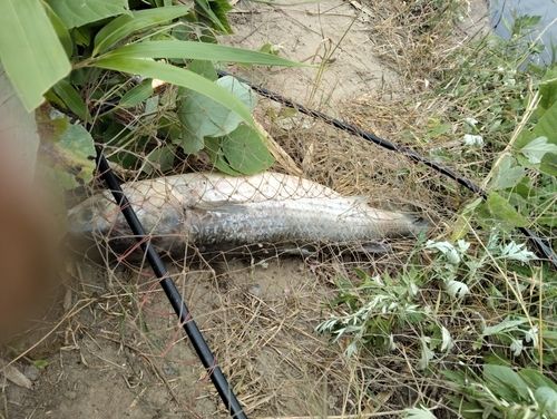 ボラの釣果