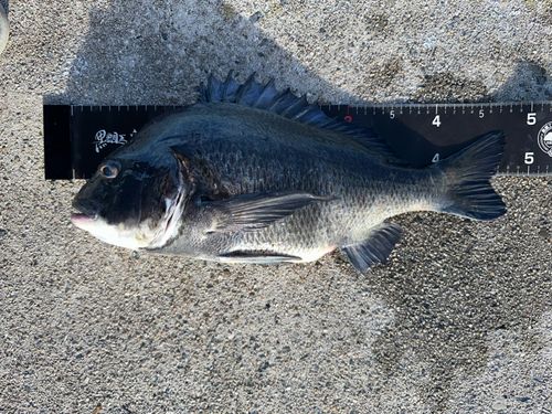 チヌの釣果