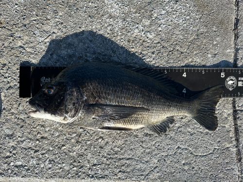 チヌの釣果