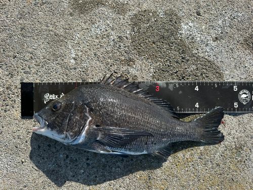 チヌの釣果