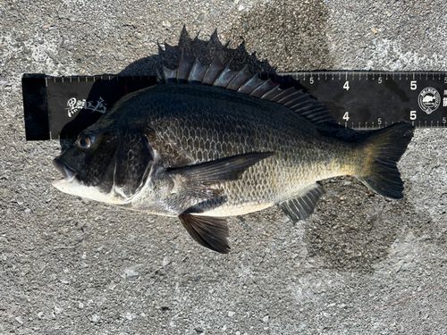 チヌの釣果