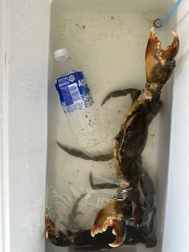 ノコギリガザミの釣果