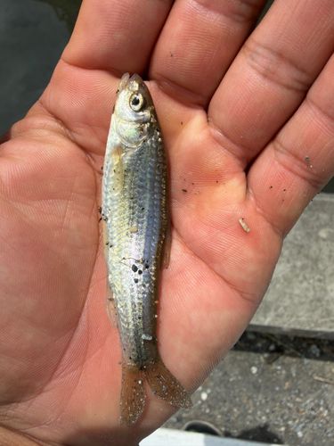 オイカワの釣果