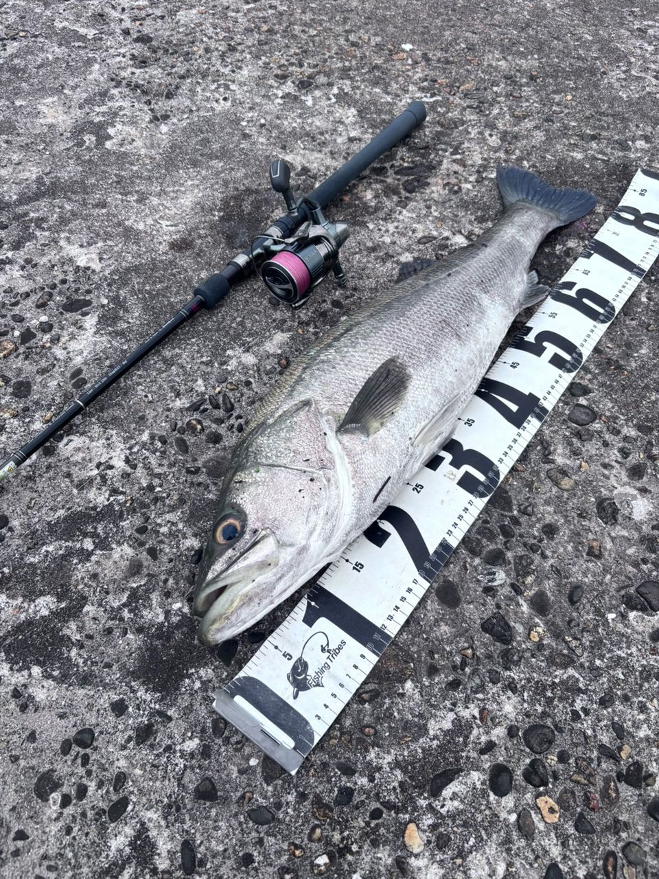 SHIMANO 22ステラ 4000MHGの最安値・インプレ・釣果 | 本音の口コミが