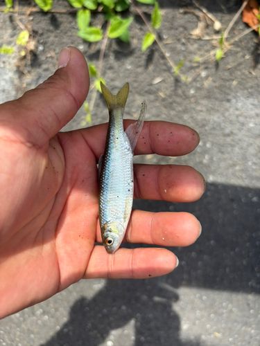 オイカワの釣果