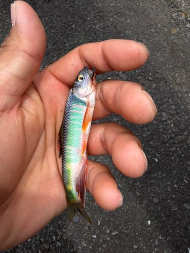 オイカワの釣果