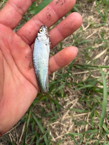 オイカワの釣果