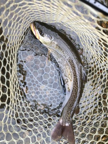 イトウの釣果