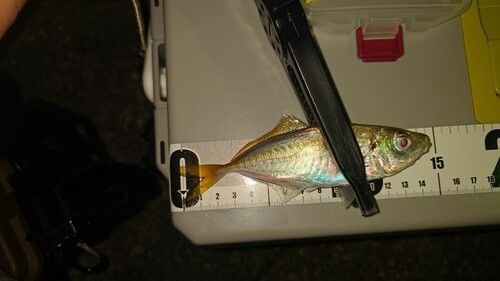 マアジの釣果