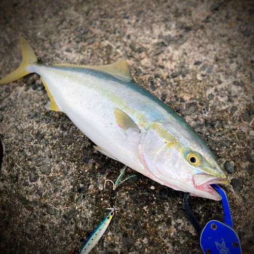 ワカシの釣果