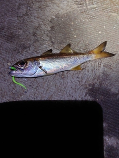 ムツの釣果