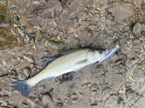 セイゴ（マルスズキ）の釣果