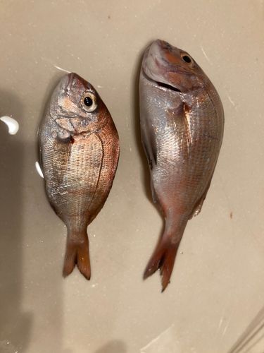 チャリコの釣果