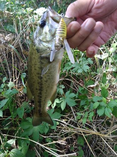 ラージマウスバスの釣果