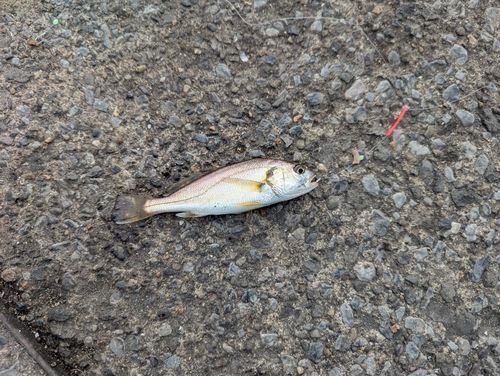 イシモチの釣果