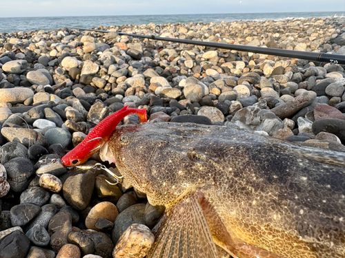 マゴチの釣果