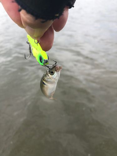 ボラの釣果
