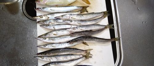 シオの釣果
