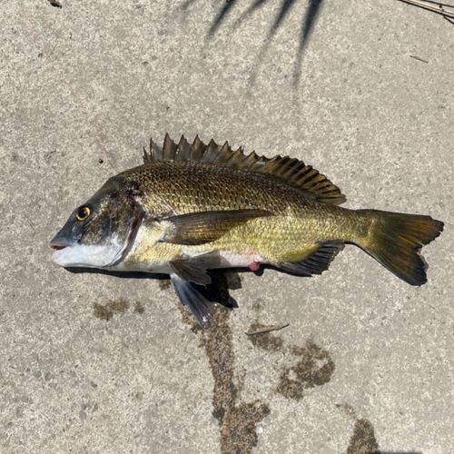 チヌの釣果
