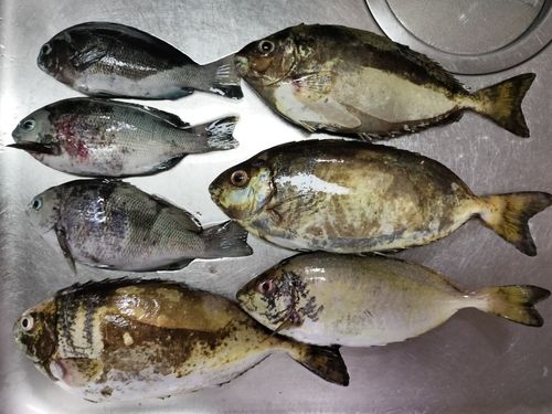 アイゴの釣果
