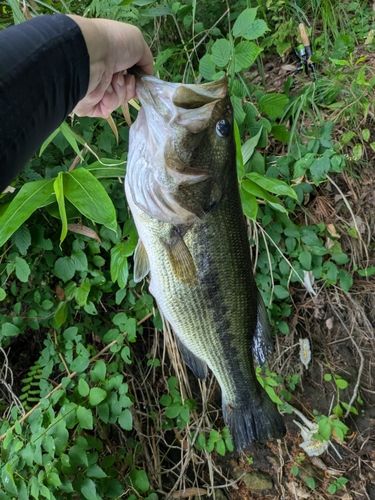釣果
