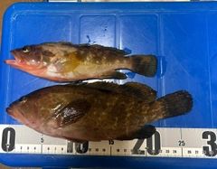アコウの釣果
