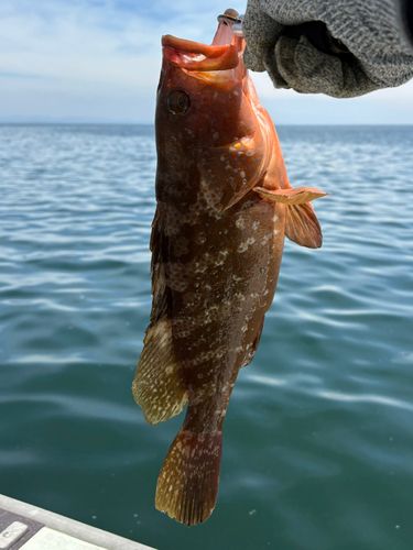 アコウの釣果