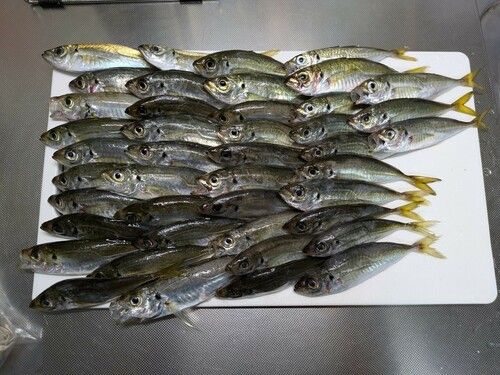 アジの釣果